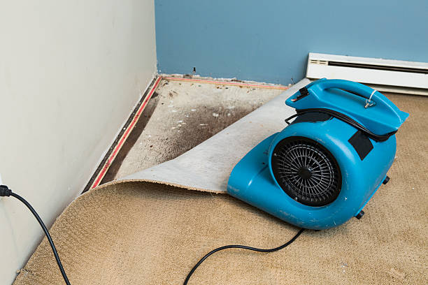 Best Carpet water damage restoration  in Anoka, MN
